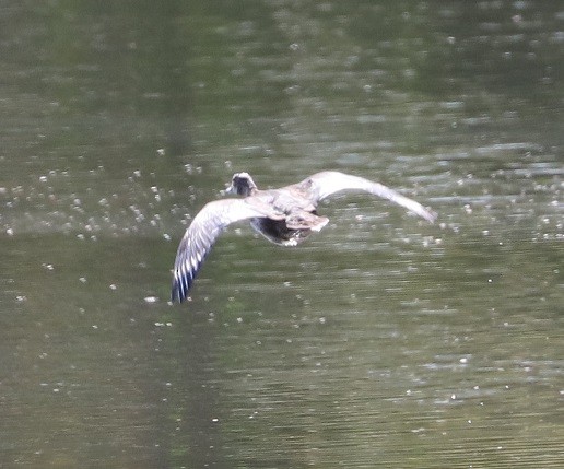 Wood Duck - ML623859097