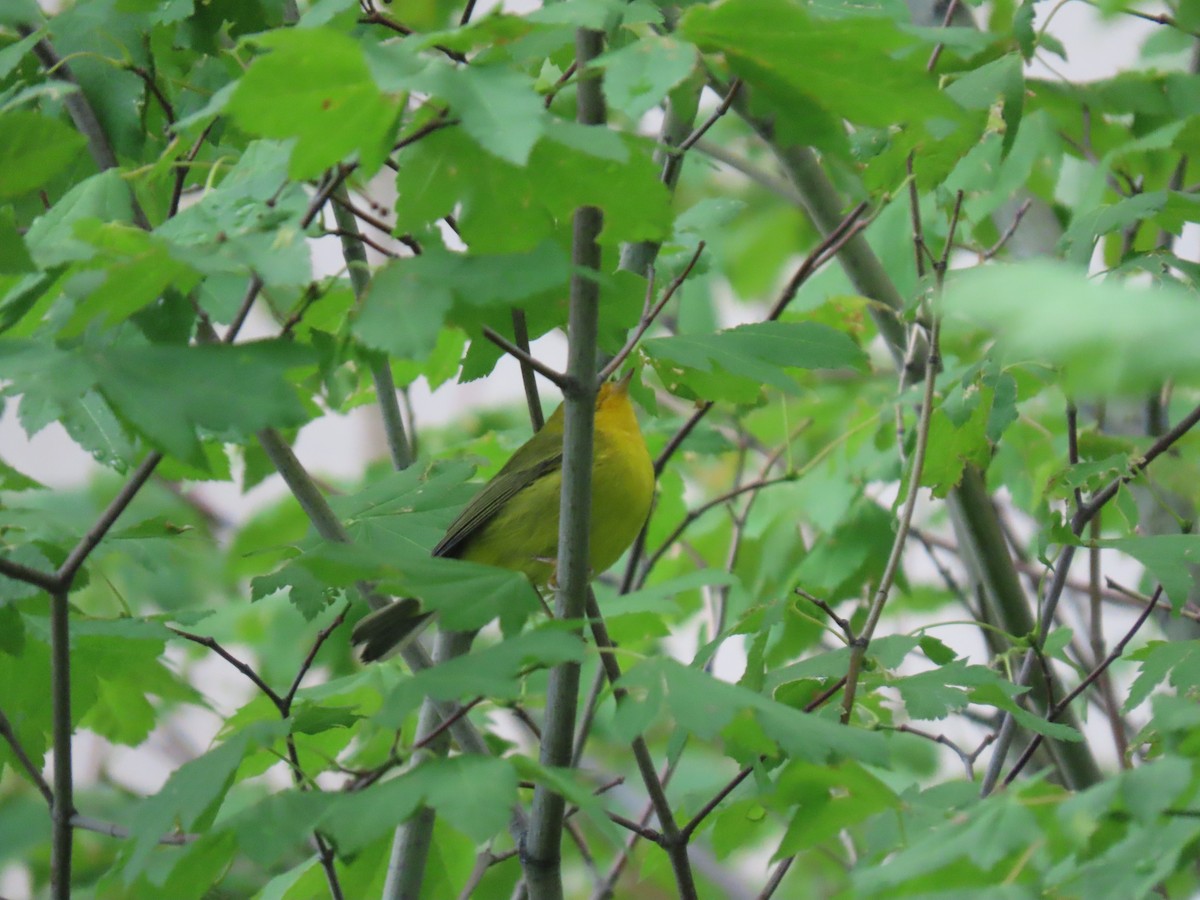 Wilson's Warbler - ML623859100