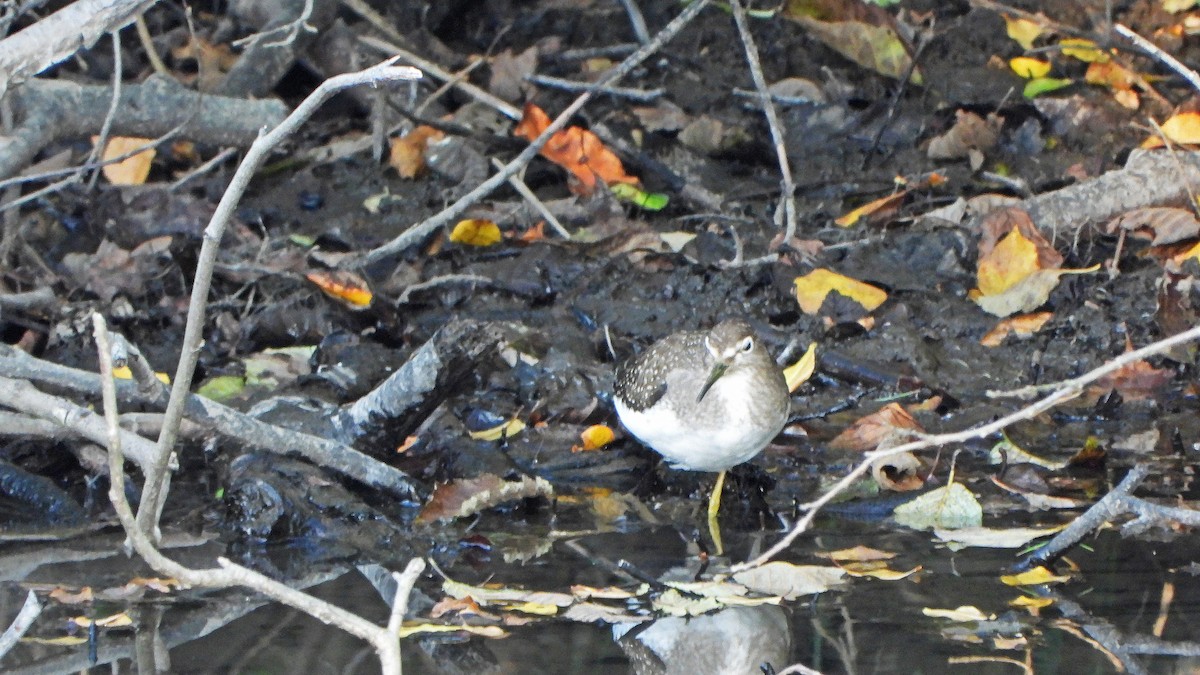 Solitary Sandpiper - ML623859101