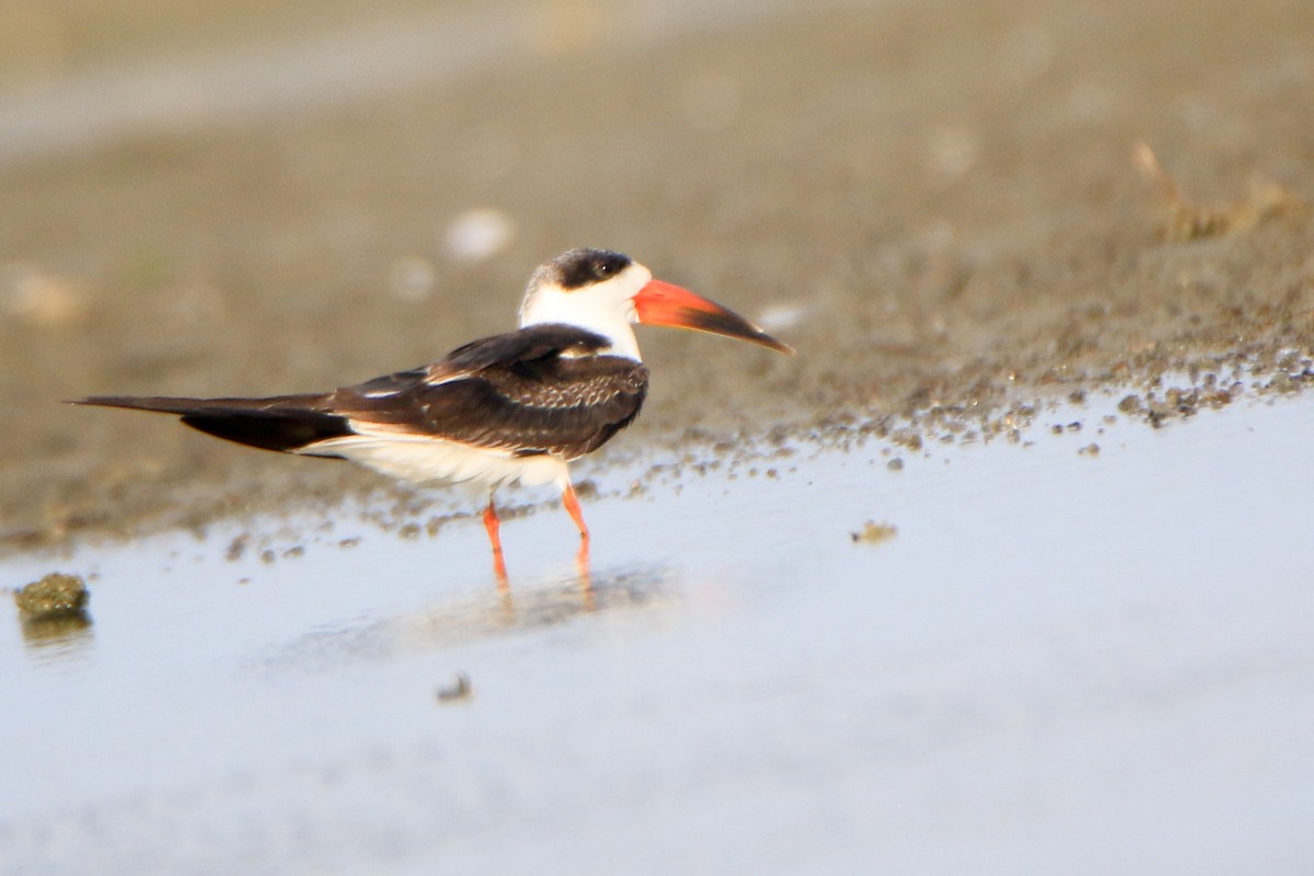 Indian Skimmer - Krishnamoorthy Muthirulan