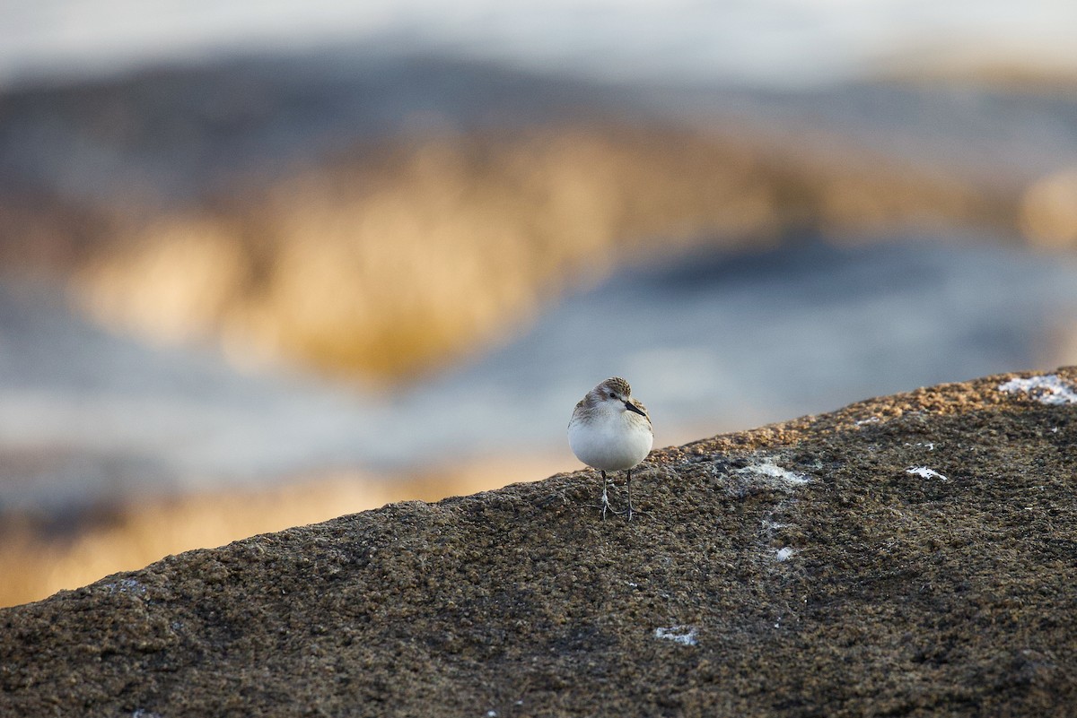 Semipalmated Sandpiper - ML623859142