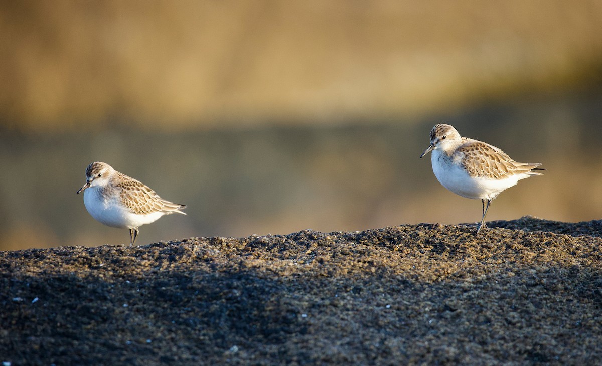 Semipalmated Sandpiper - ML623859143