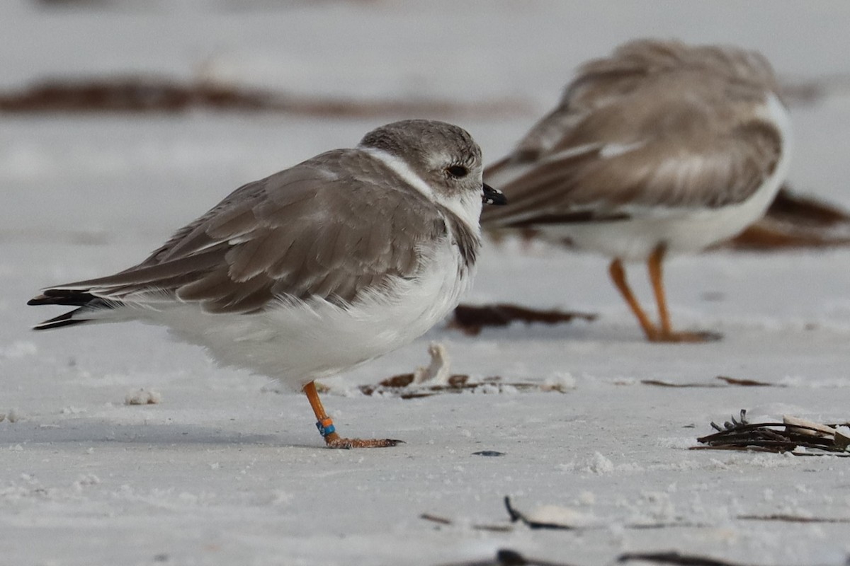 Piping Plover - Robert Stewart