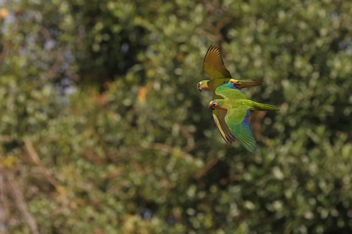 Peach-fronted Parakeet - ML623859198