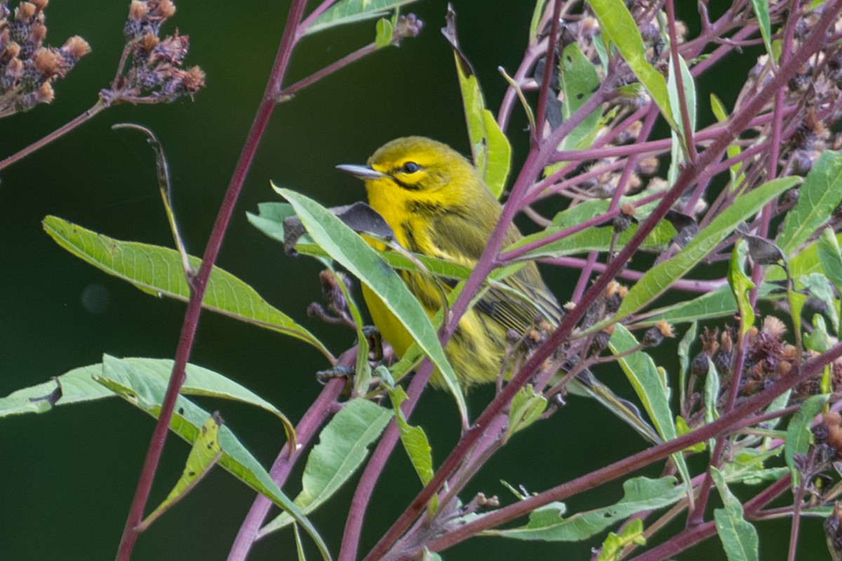 Prairie Warbler - ML623859208