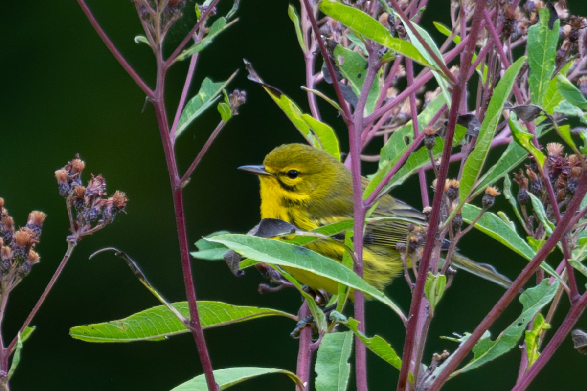 Prairie Warbler - ML623859210