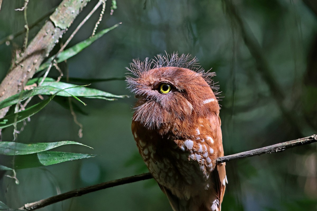 Sumatran Frogmouth - ML623859217