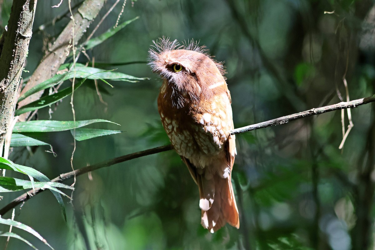 Sumatran Frogmouth - Jo-Szu [Ross] (若詩) Tsai (蔡)