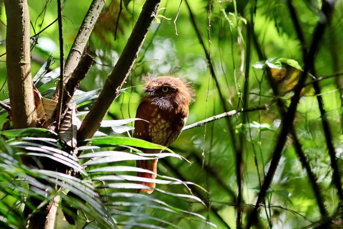 Sumatran Frogmouth - ML623859219