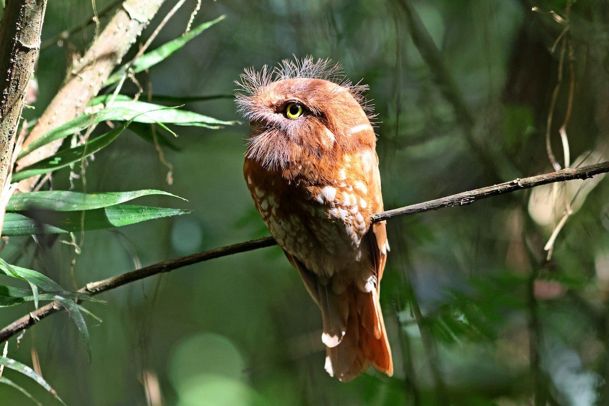 Sumatran Frogmouth - ML623859220