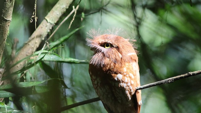 Sumatran Frogmouth - ML623859223