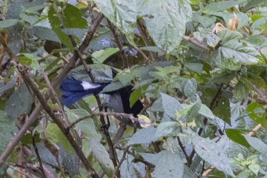Fan-tailed Berrypecker - ML623859226