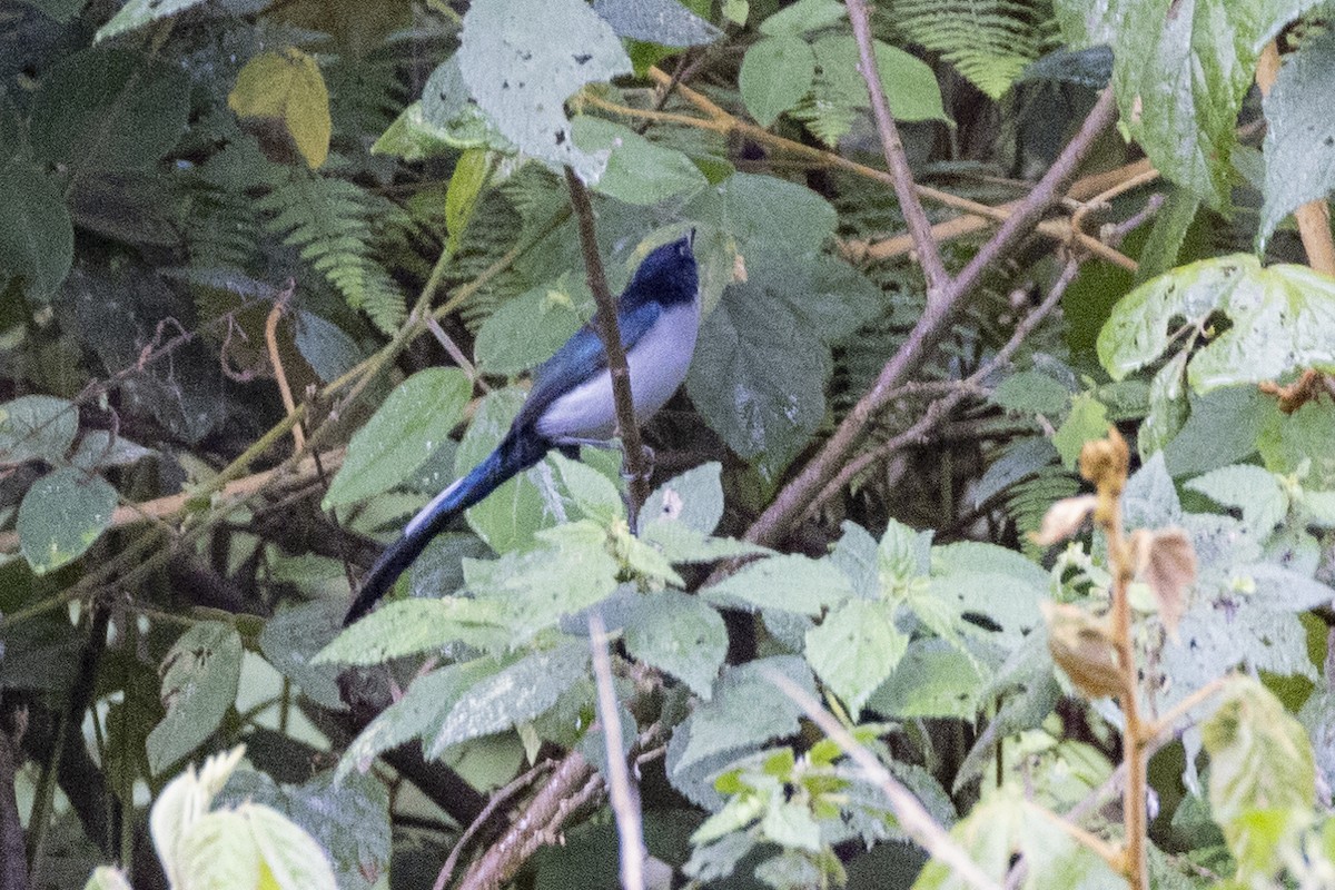 Fan-tailed Berrypecker - ML623859228