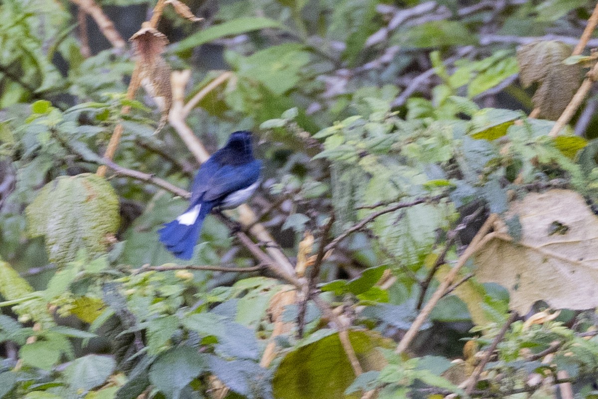 Fan-tailed Berrypecker - ML623859229