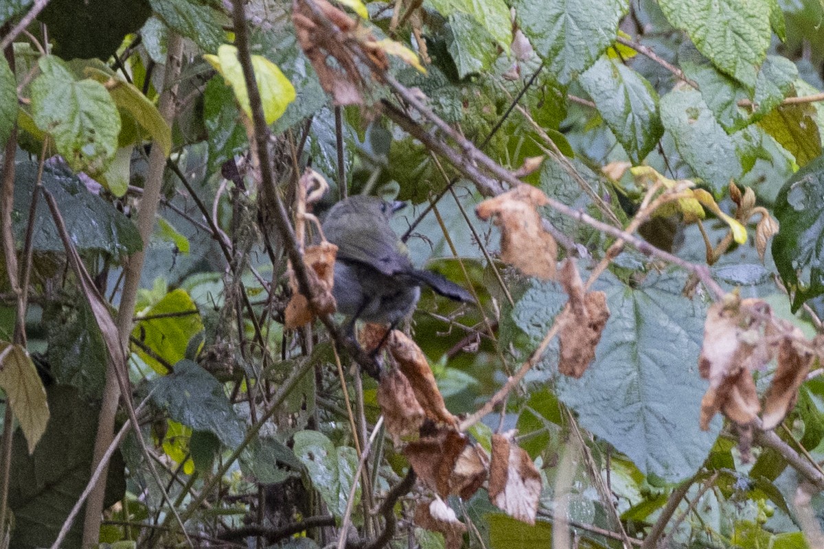 Fan-tailed Berrypecker - ML623859230