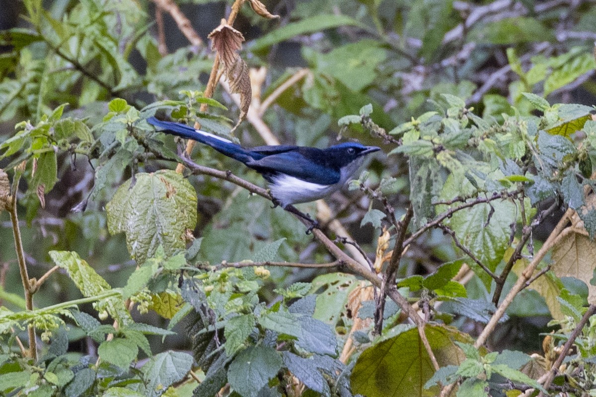 Fan-tailed Berrypecker - ML623859232