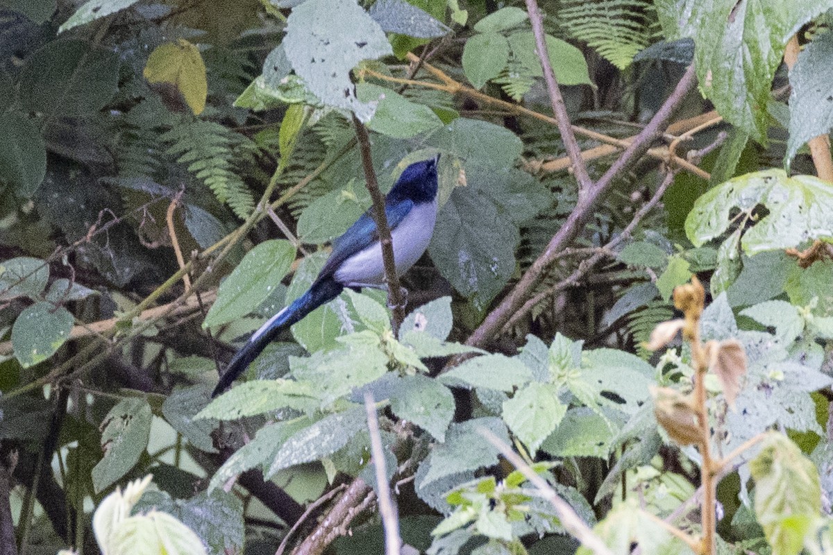 Fan-tailed Berrypecker - ML623859233