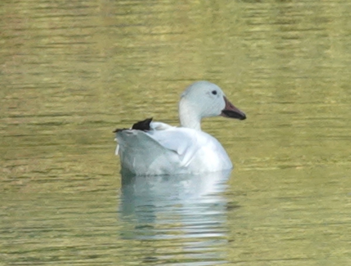 Snow Goose - ML623859234