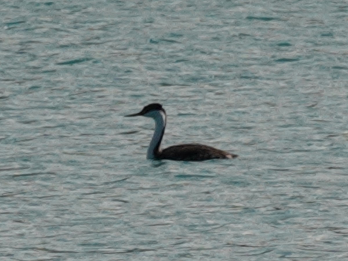 Western Grebe - ML623859247