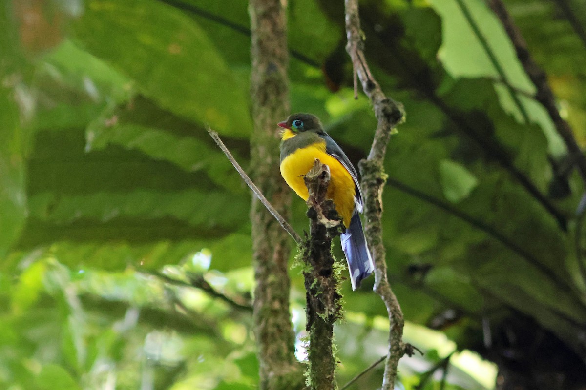 Sumatran Trogon - Jo-Szu [Ross] (若詩) Tsai (蔡)