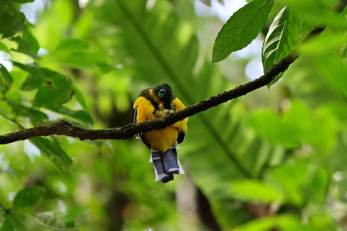 trogon sumaterský - ML623859249