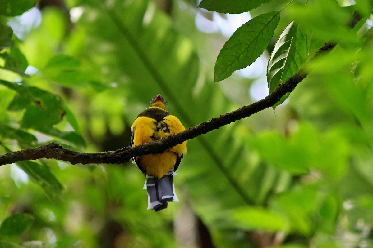 trogon sumaterský - ML623859250