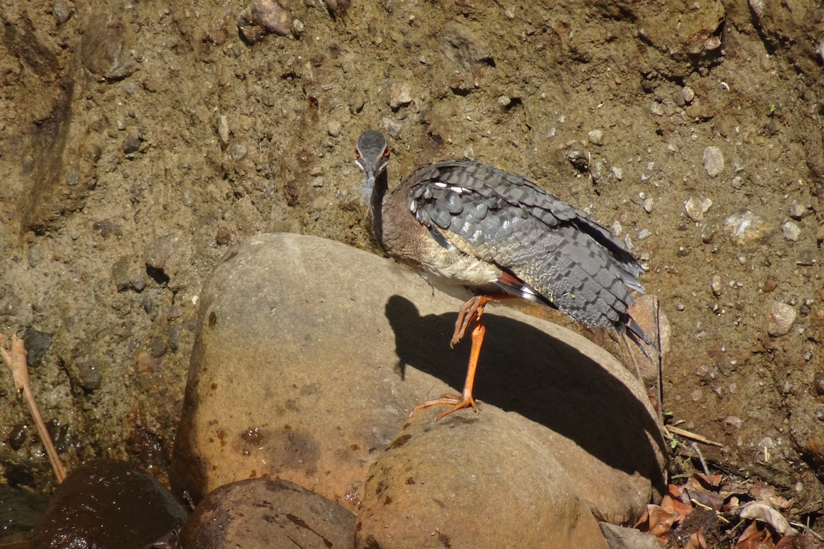 Sunbittern - Faelle Harvey