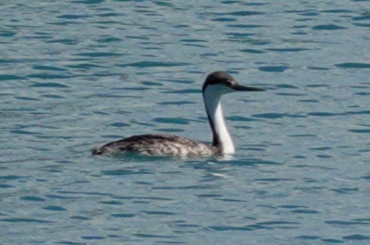 Western Grebe - ML623859257