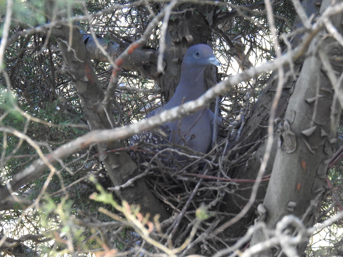 Spot-winged Pigeon - ML623859258