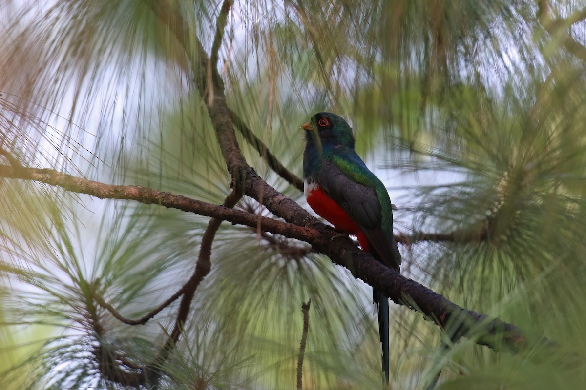 Bronzetrogon - ML623859275