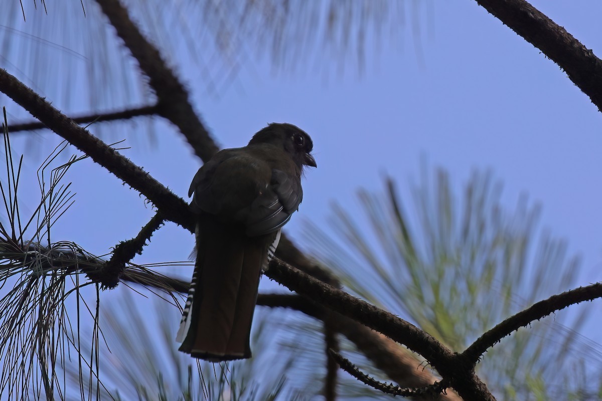 Bronzetrogon - ML623859277