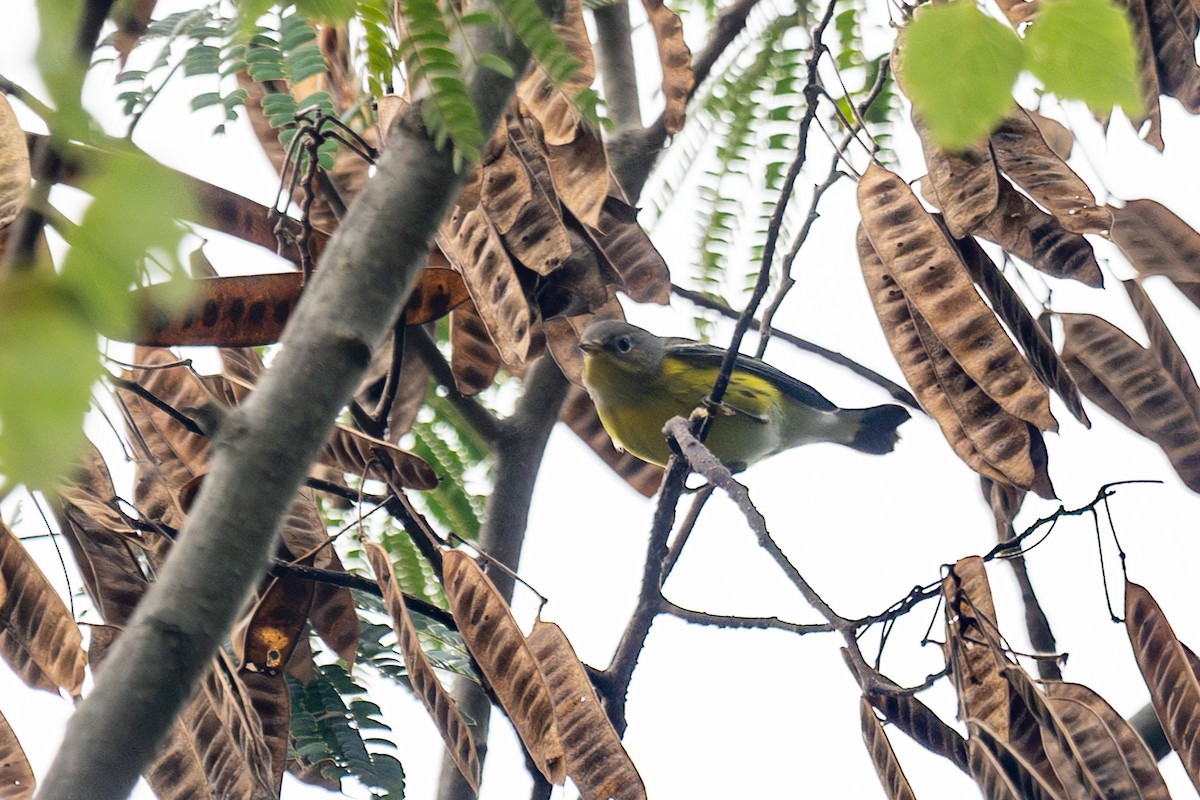 Magnolia Warbler - ML623859284