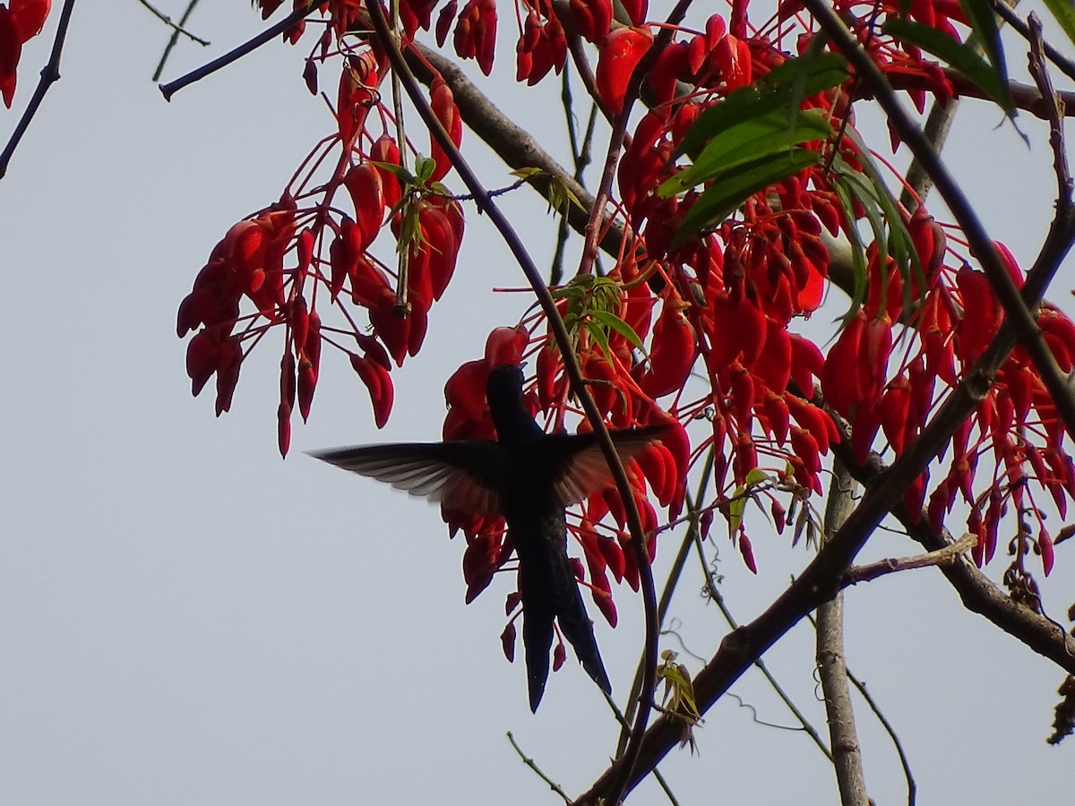 Swallow-tailed Hummingbird - ML623859314