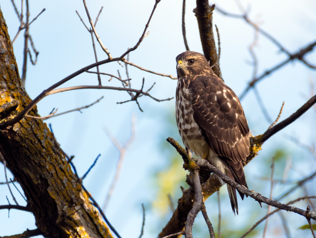 Broad-winged Hawk - ML623859332