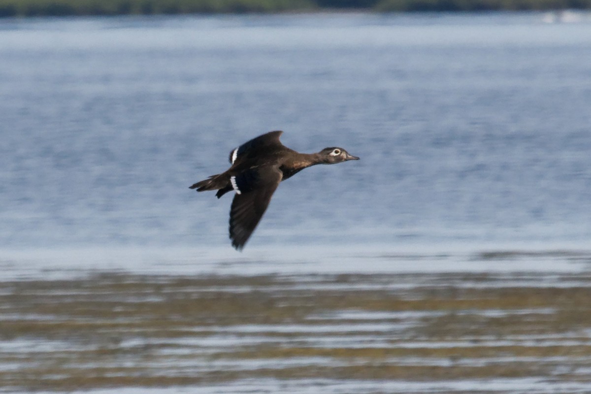 Wood Duck - ML623859355