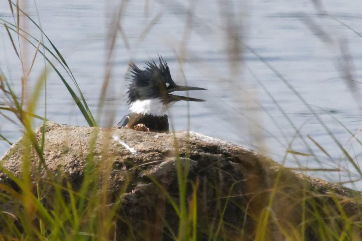 Belted Kingfisher - ML623859390