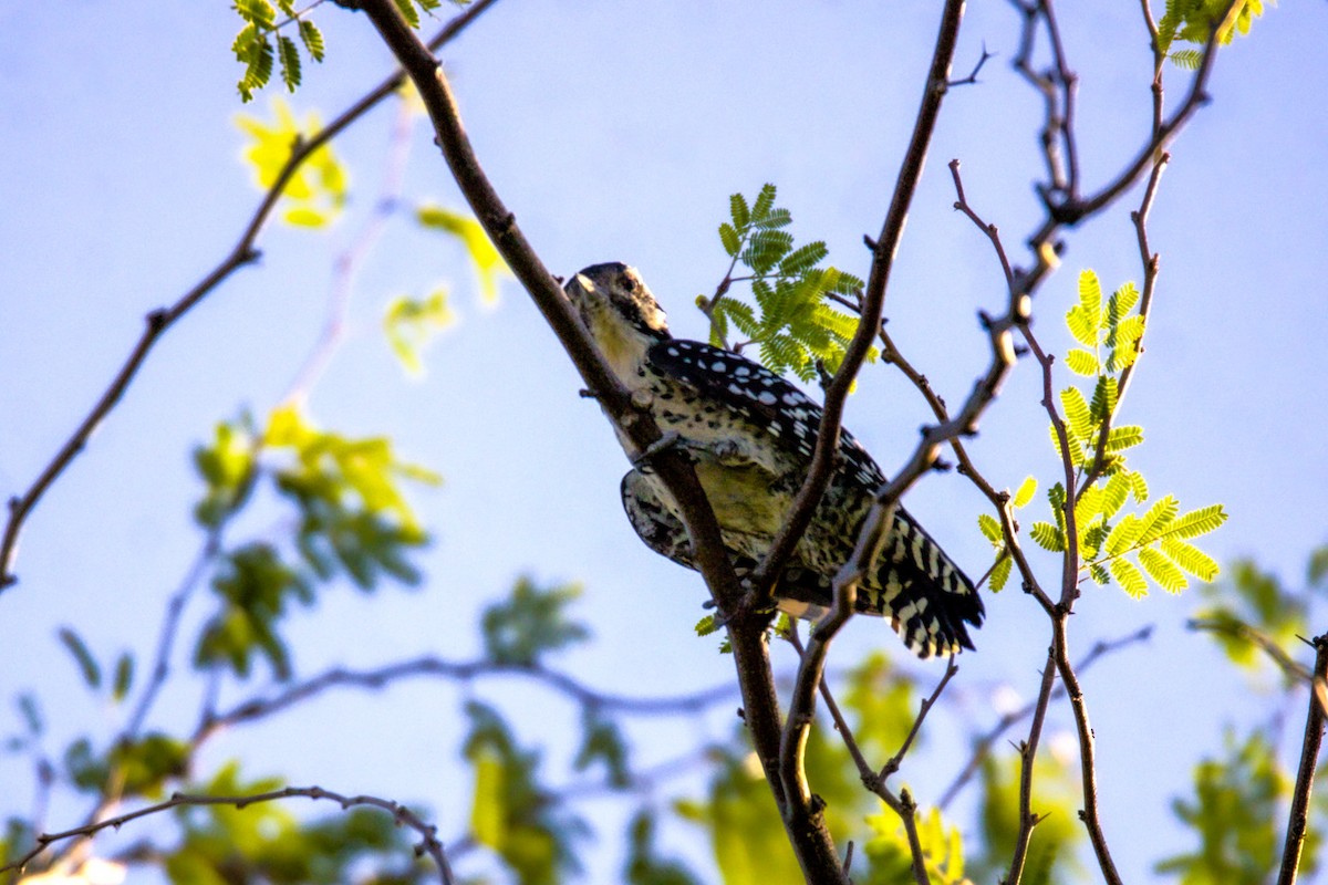 Ladder-backed Woodpecker - ML623859392