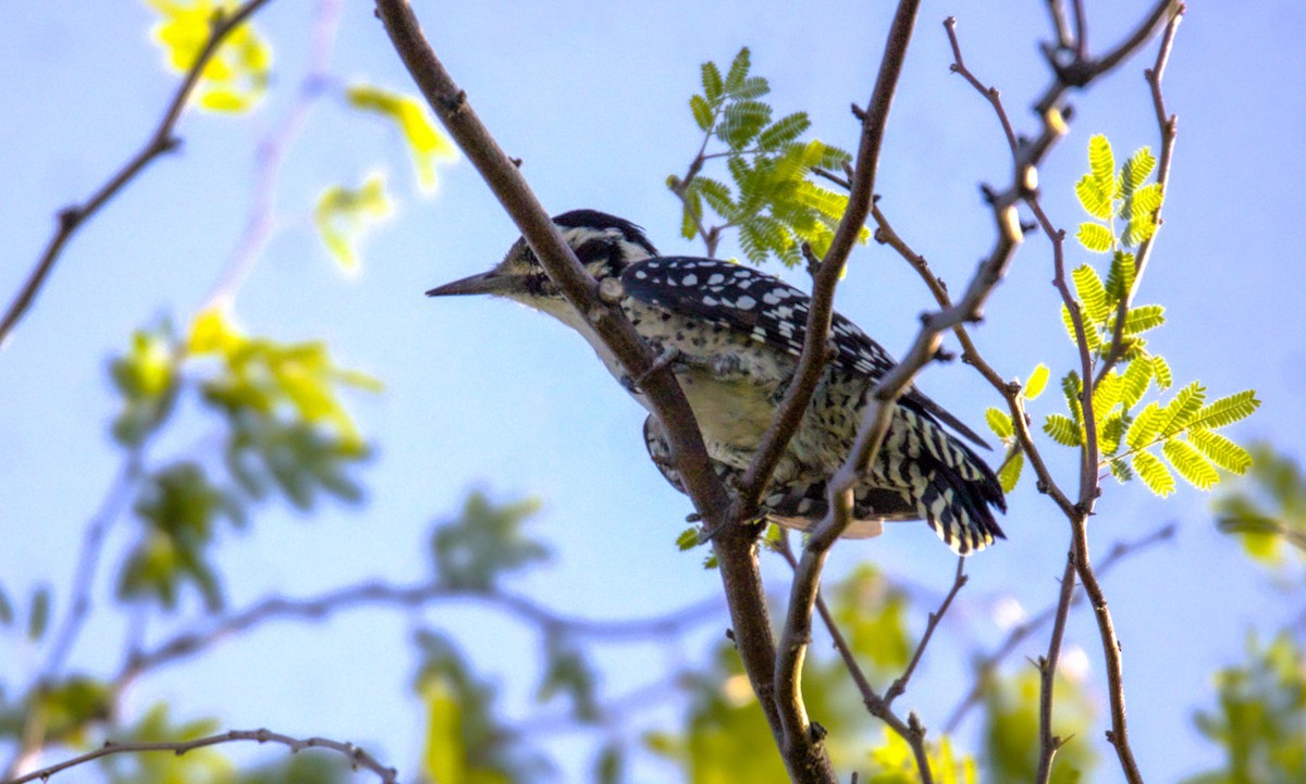 Ladder-backed Woodpecker - ML623859393