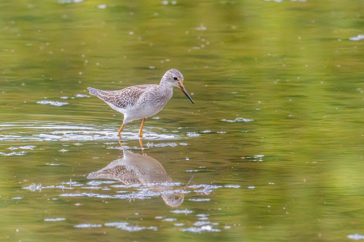 Lesser Yellowlegs - Riley Metcalfe