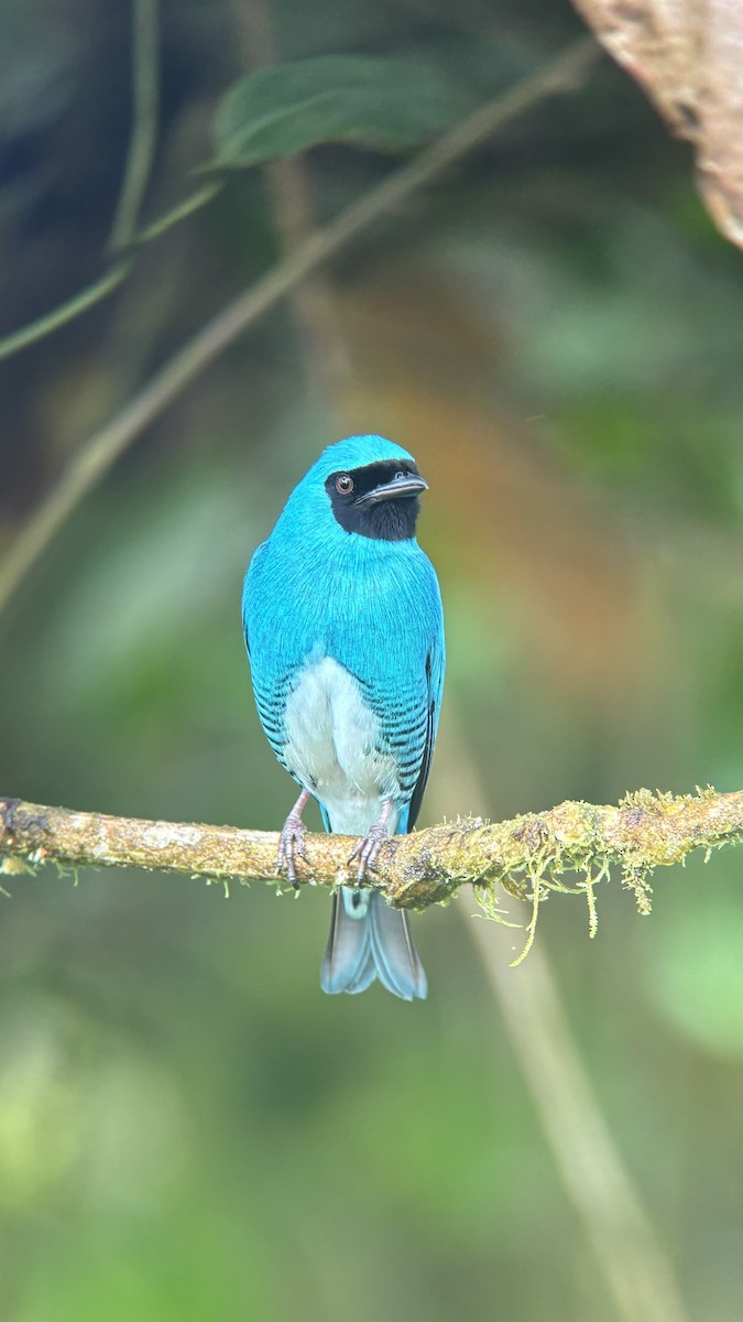 Swallow Tanager - ML623859399