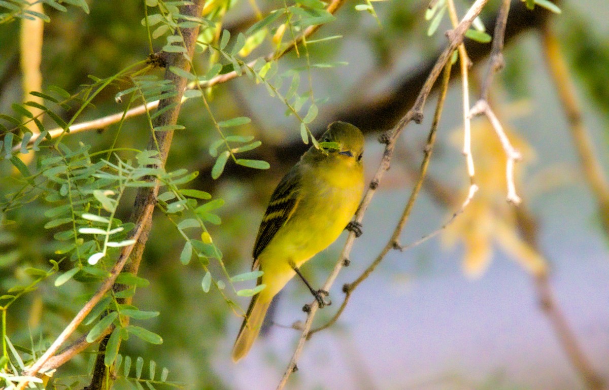 Western Flycatcher - ML623859404