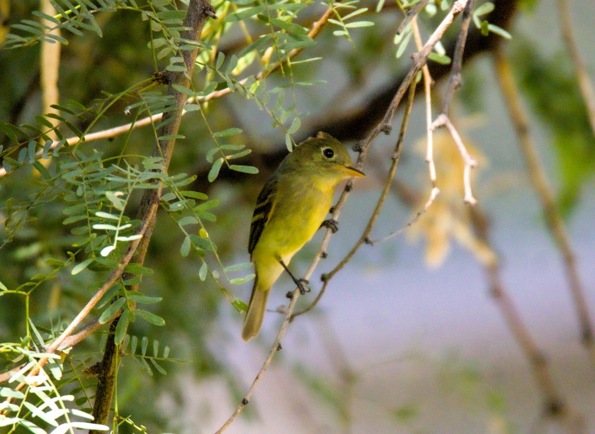 Western Flycatcher - ML623859405