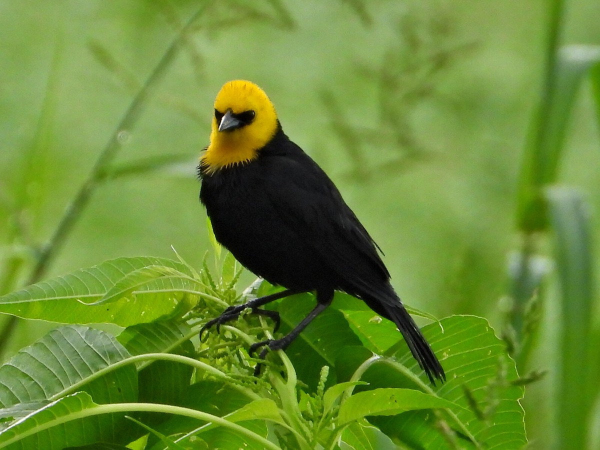 Yellow-hooded Blackbird - ML623859417