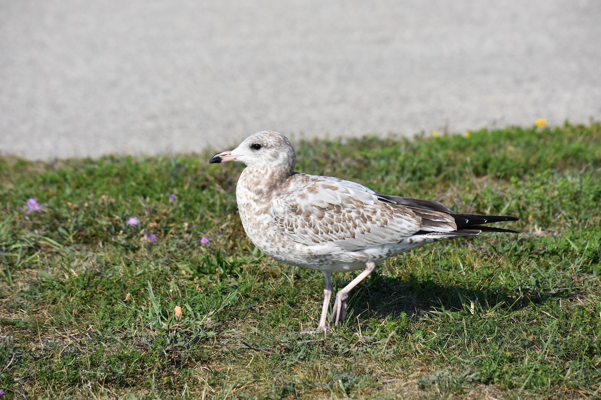 Ring-billed Gull - ML623859420