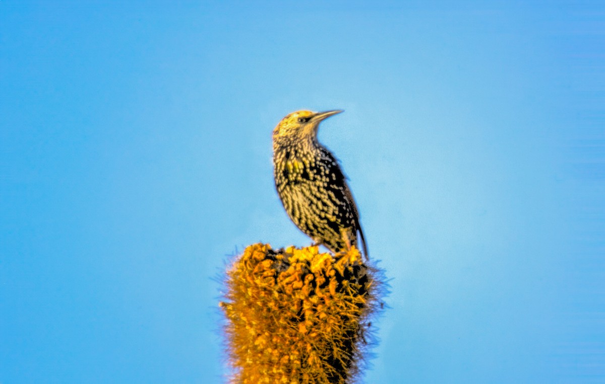 European Starling - ML623859422