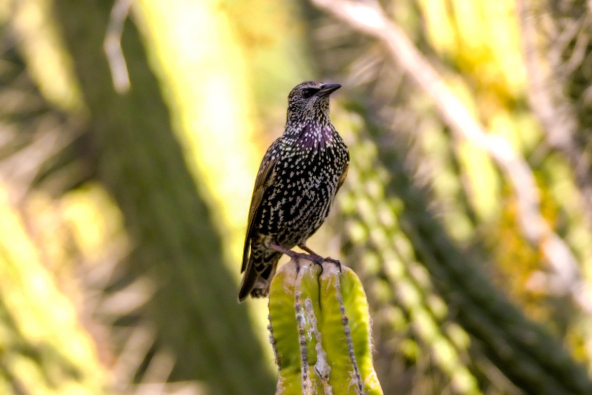 European Starling - ML623859424