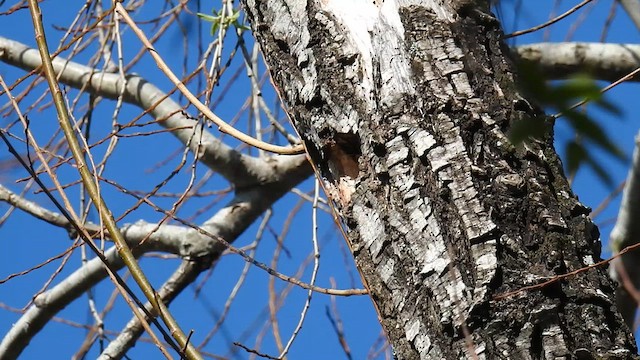 White-fronted Woodpecker - ML623859426