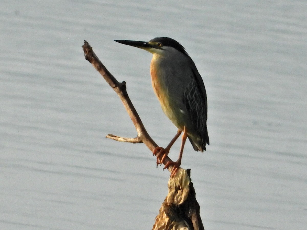 Striated Heron - ML623859443