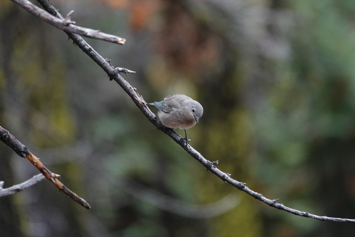 Mountain Bluebird - ML623859448