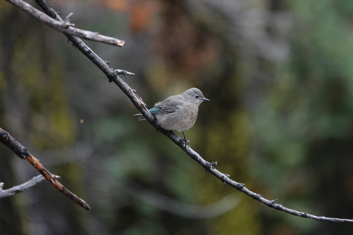 Mountain Bluebird - ML623859450